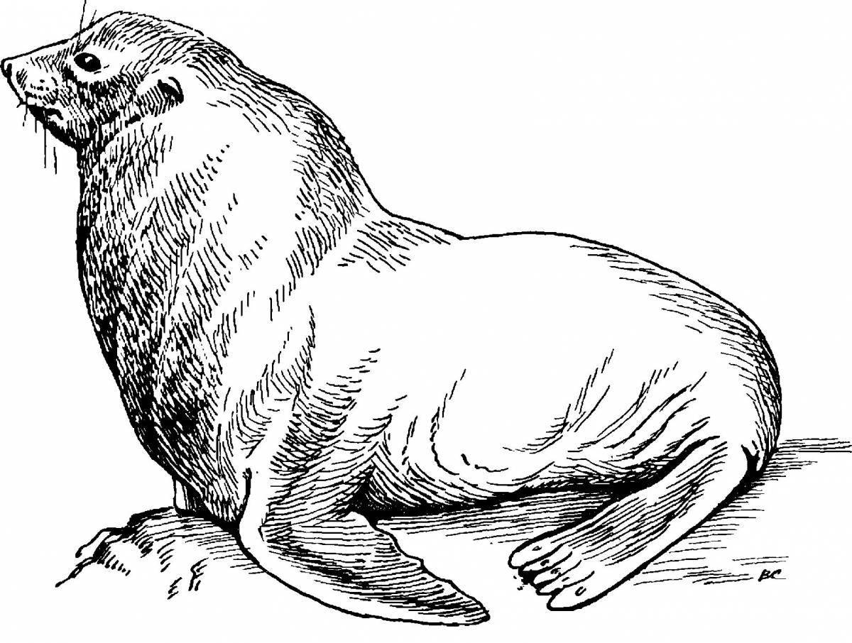 Анимированная страница раскраски морского льва