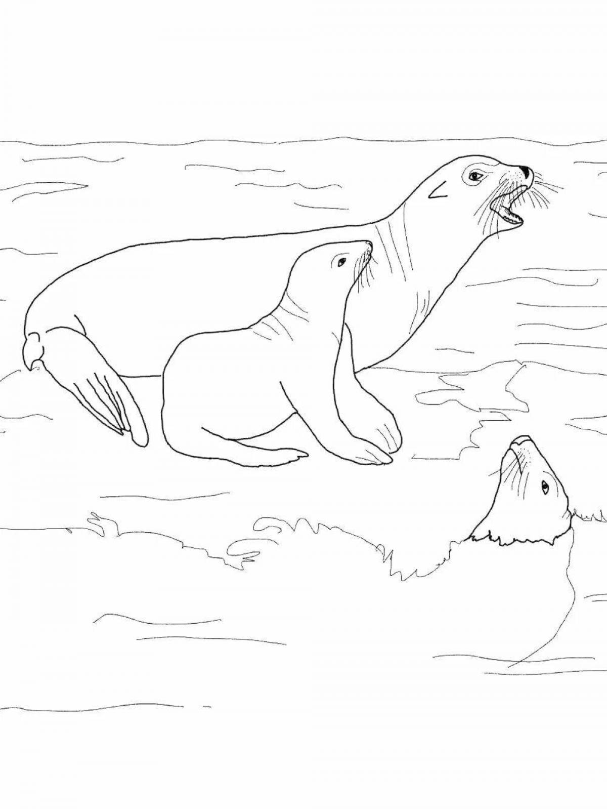 Coloring live sea lion