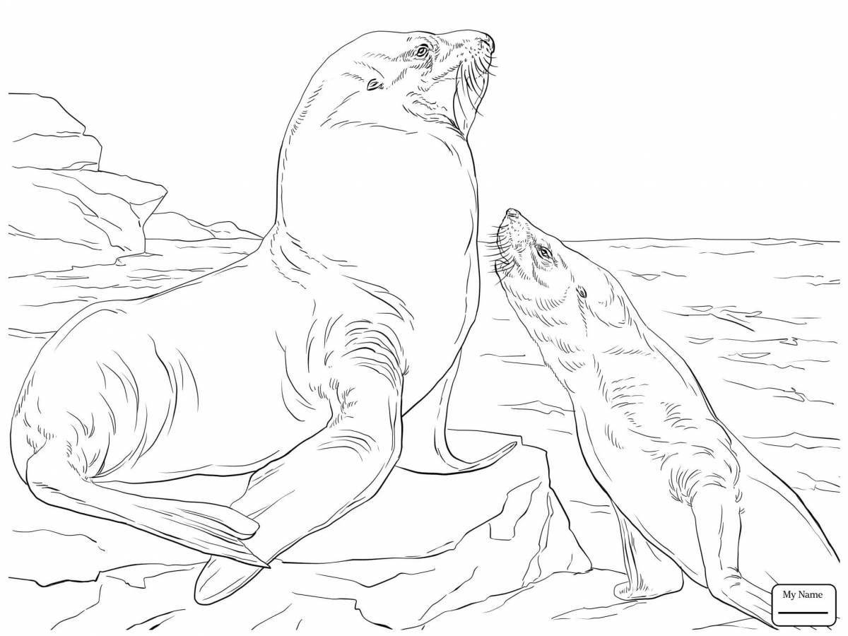 Раскраска грациозный морской лев