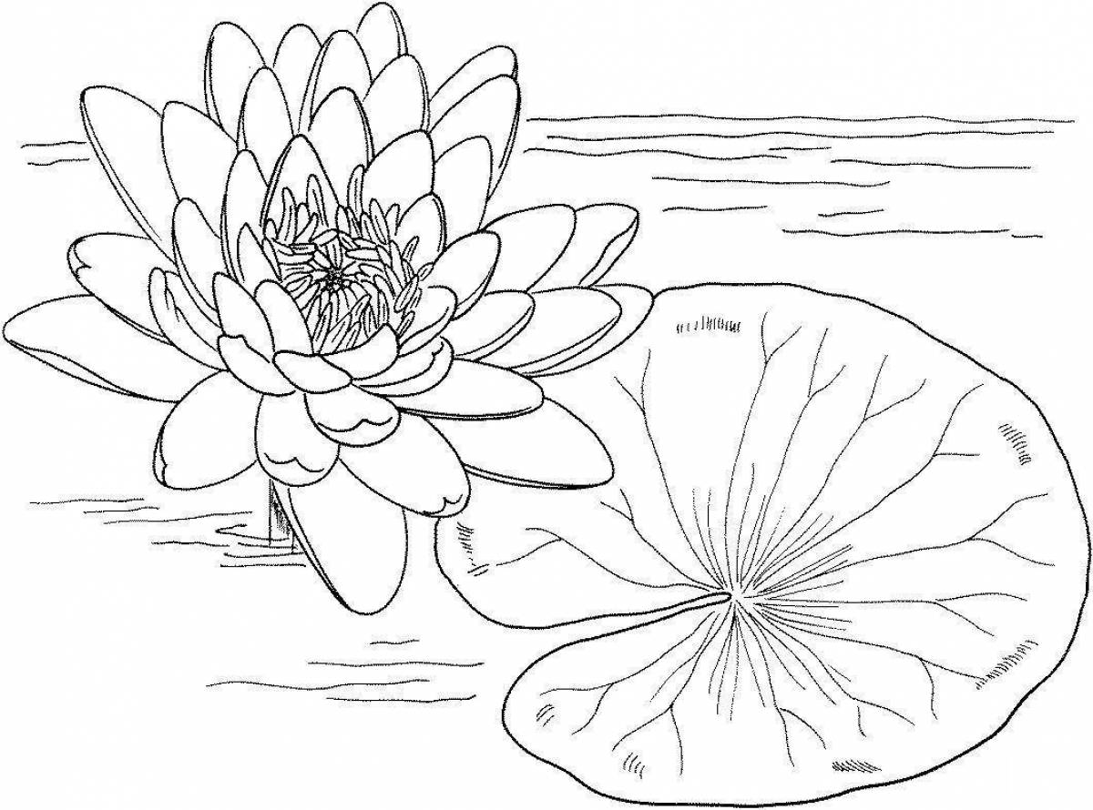 Amazing yellow water lily coloring book