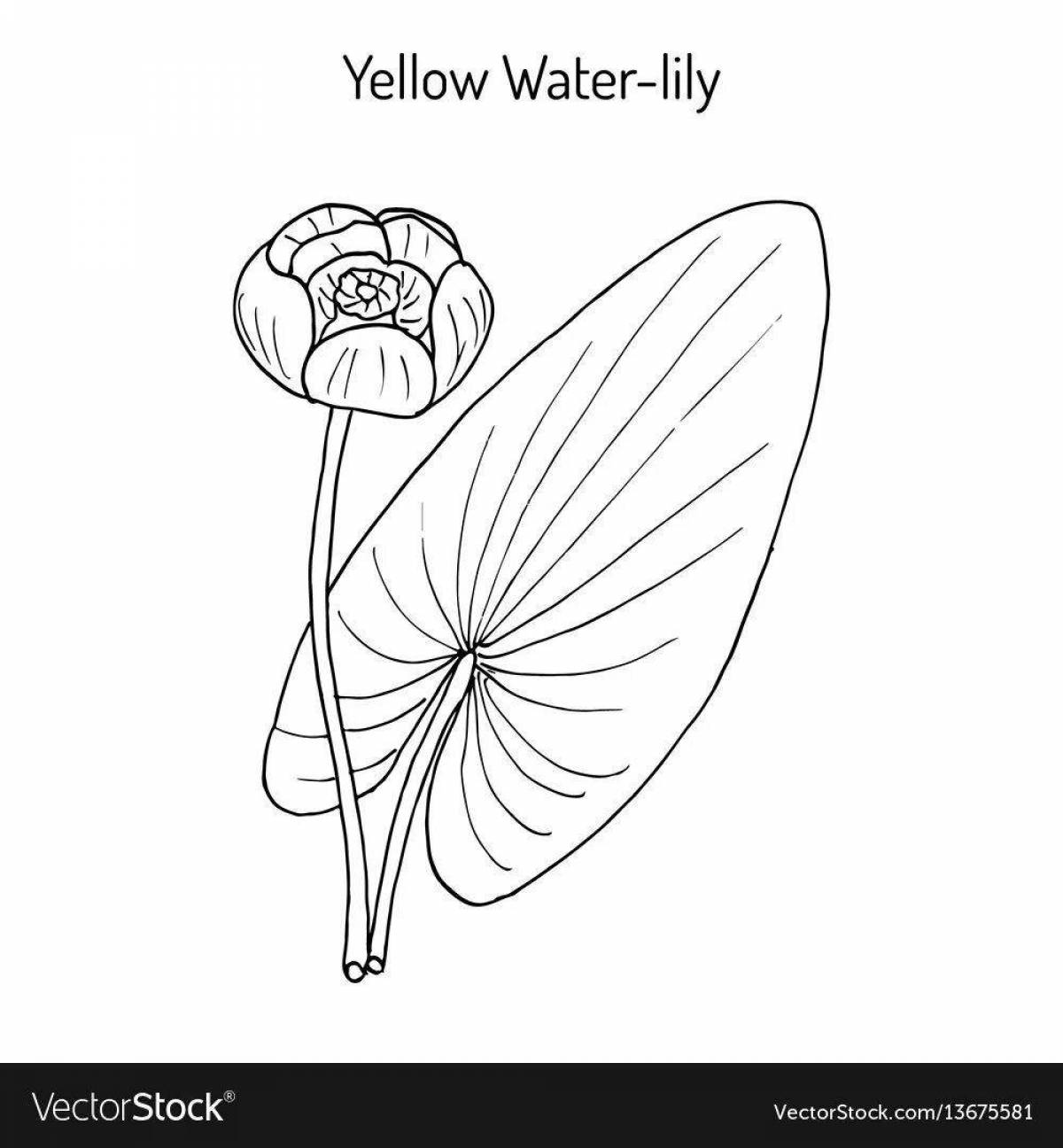 Раскраска экзотическая желтая кувшинка