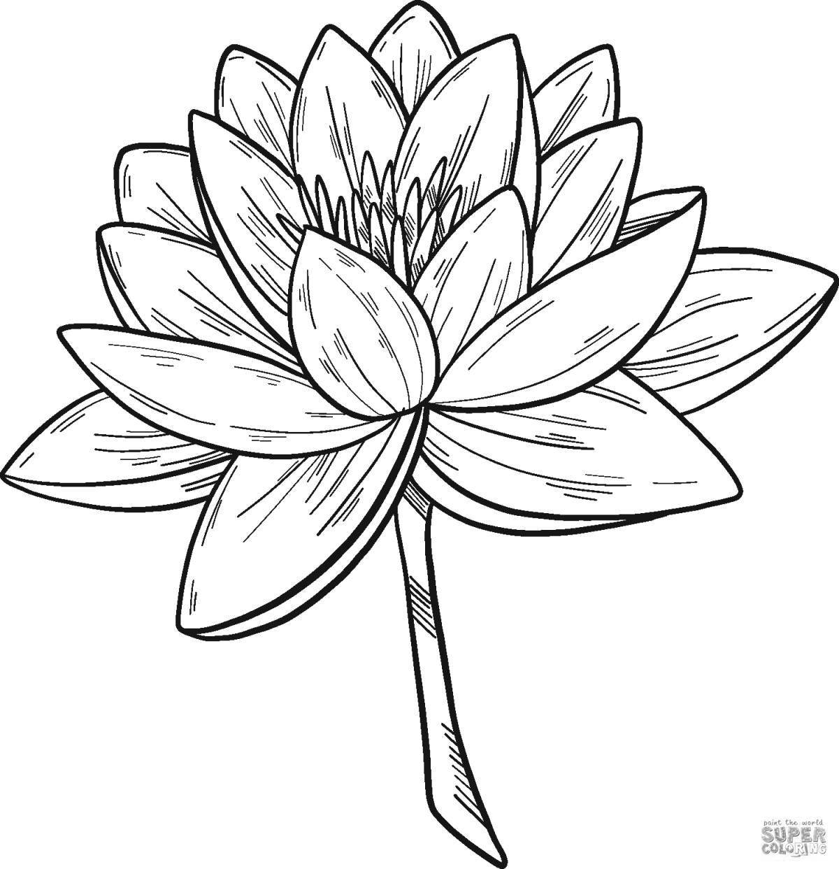 Mysterious yellow water lily coloring book