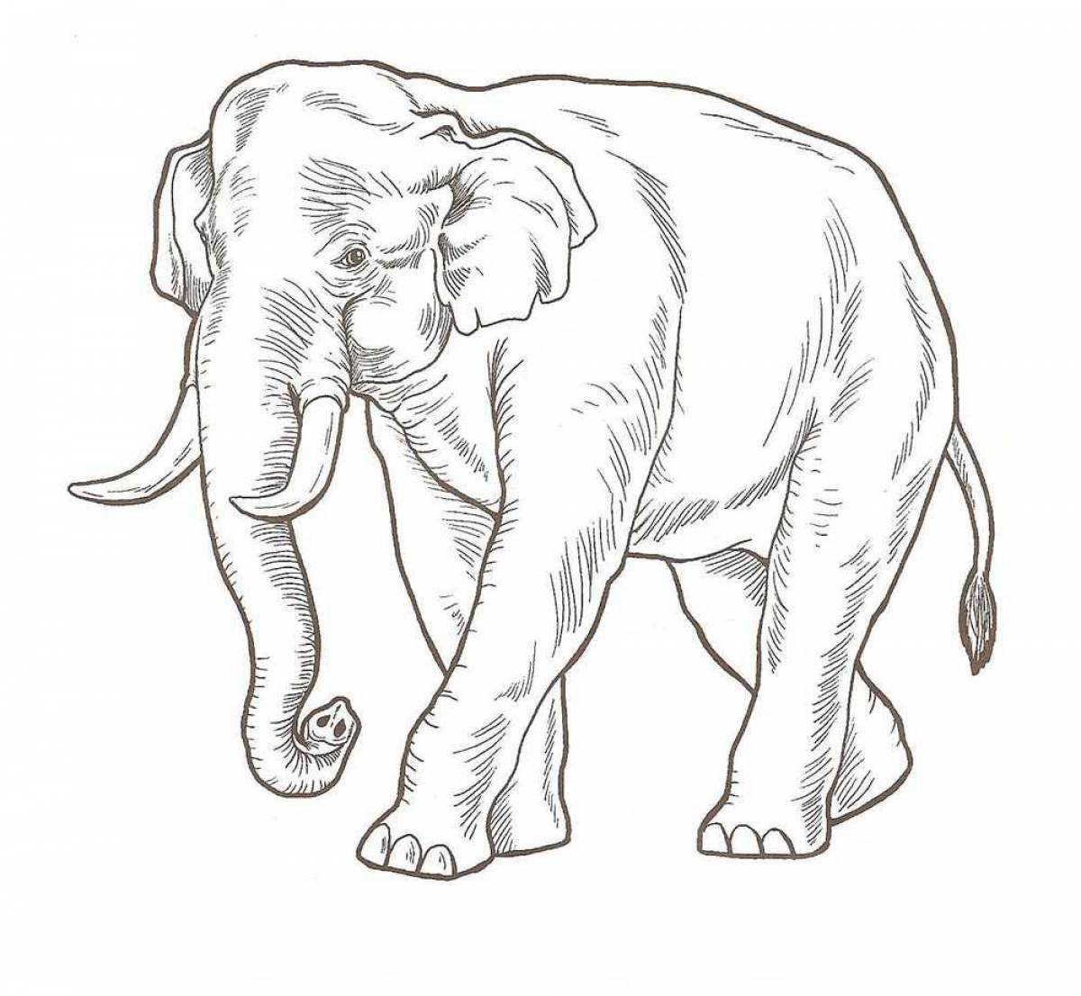 Coloring elephants for kids