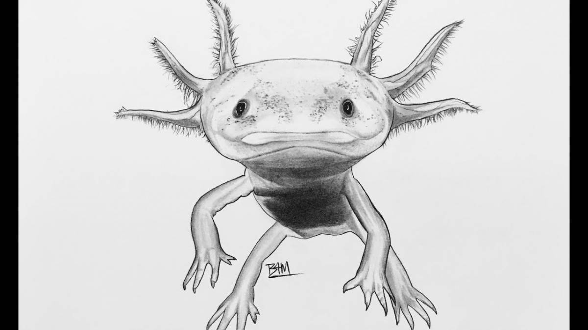 Animated axolotl coloring book