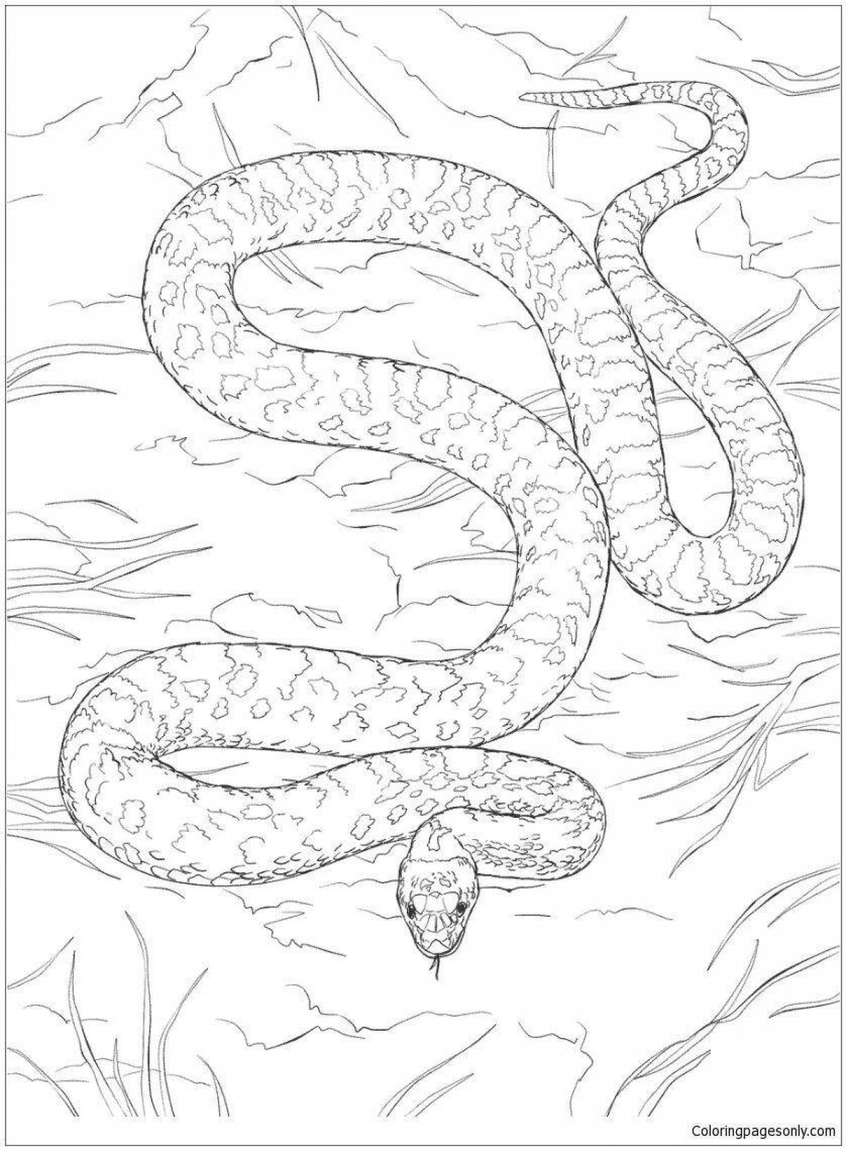 Coloring page dazzling steppe viper