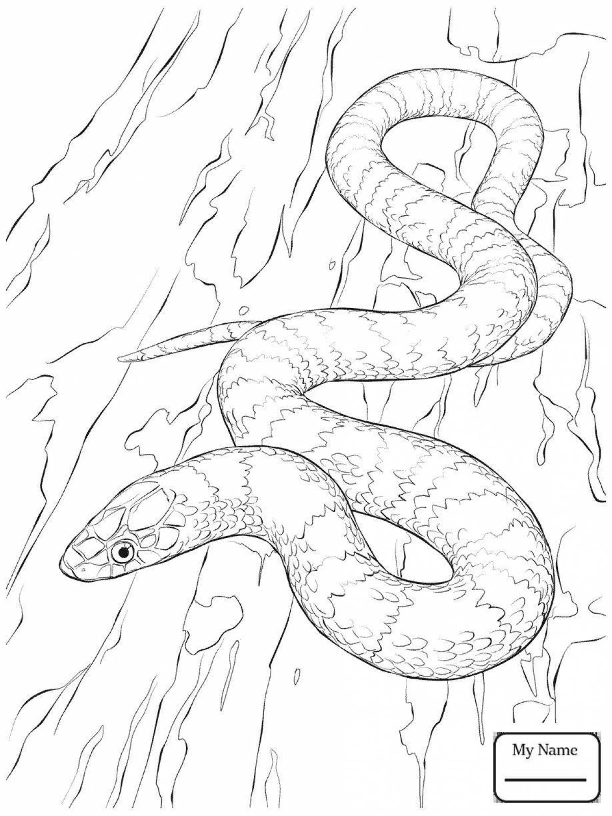 Coloring page gentle steppe viper