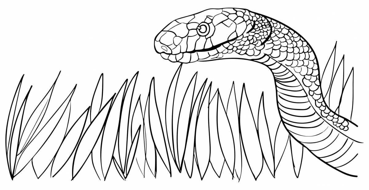 Coloring book exquisite steppe viper
