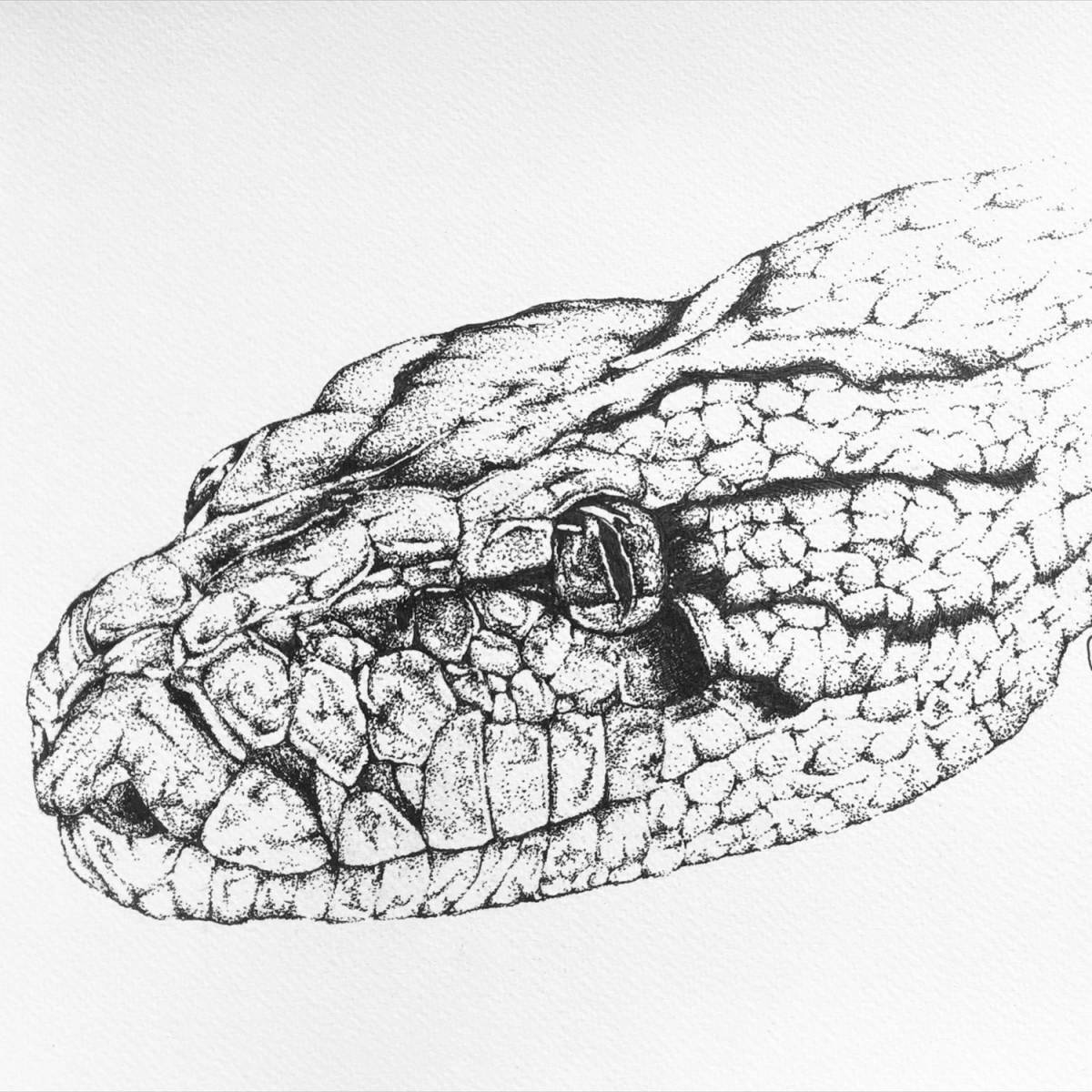 Coloring page charming steppe viper