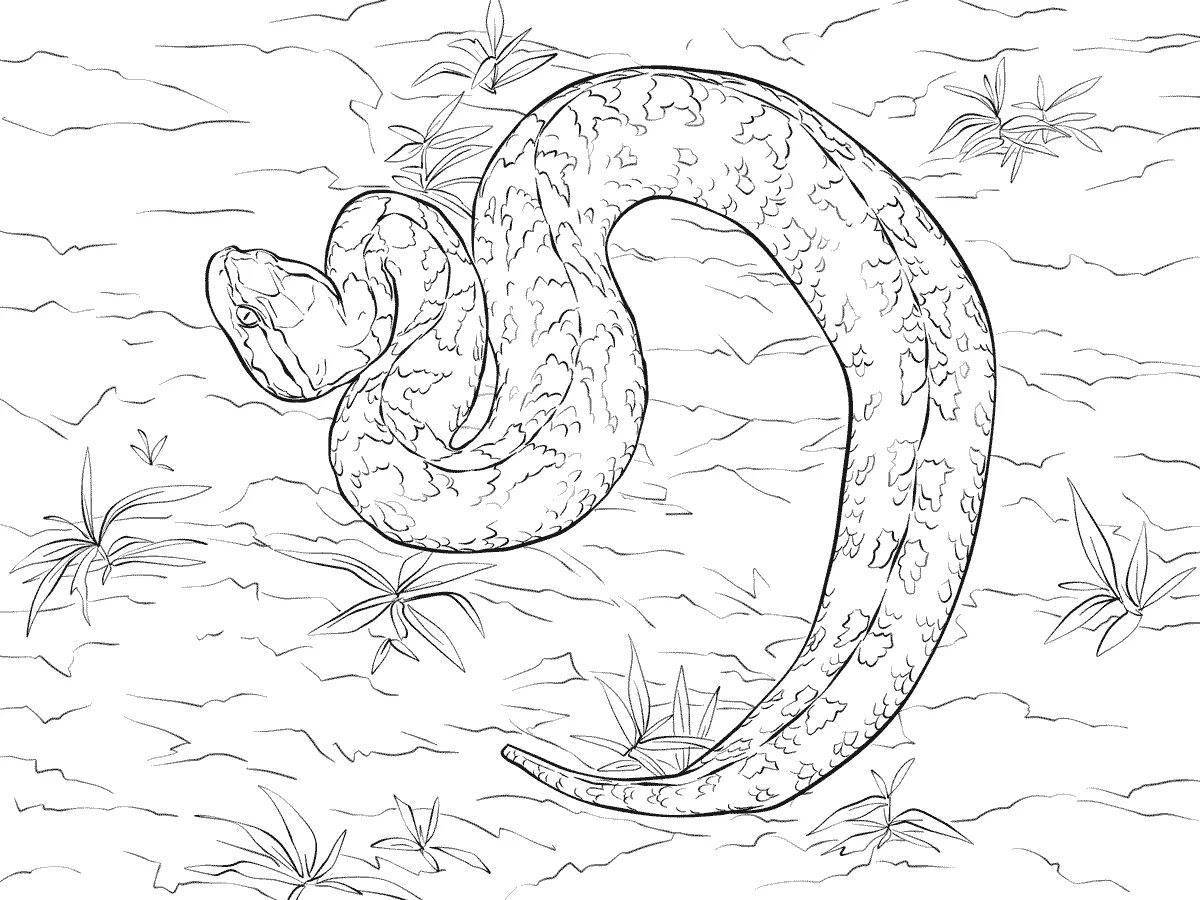 Impressive steppe viper coloring page