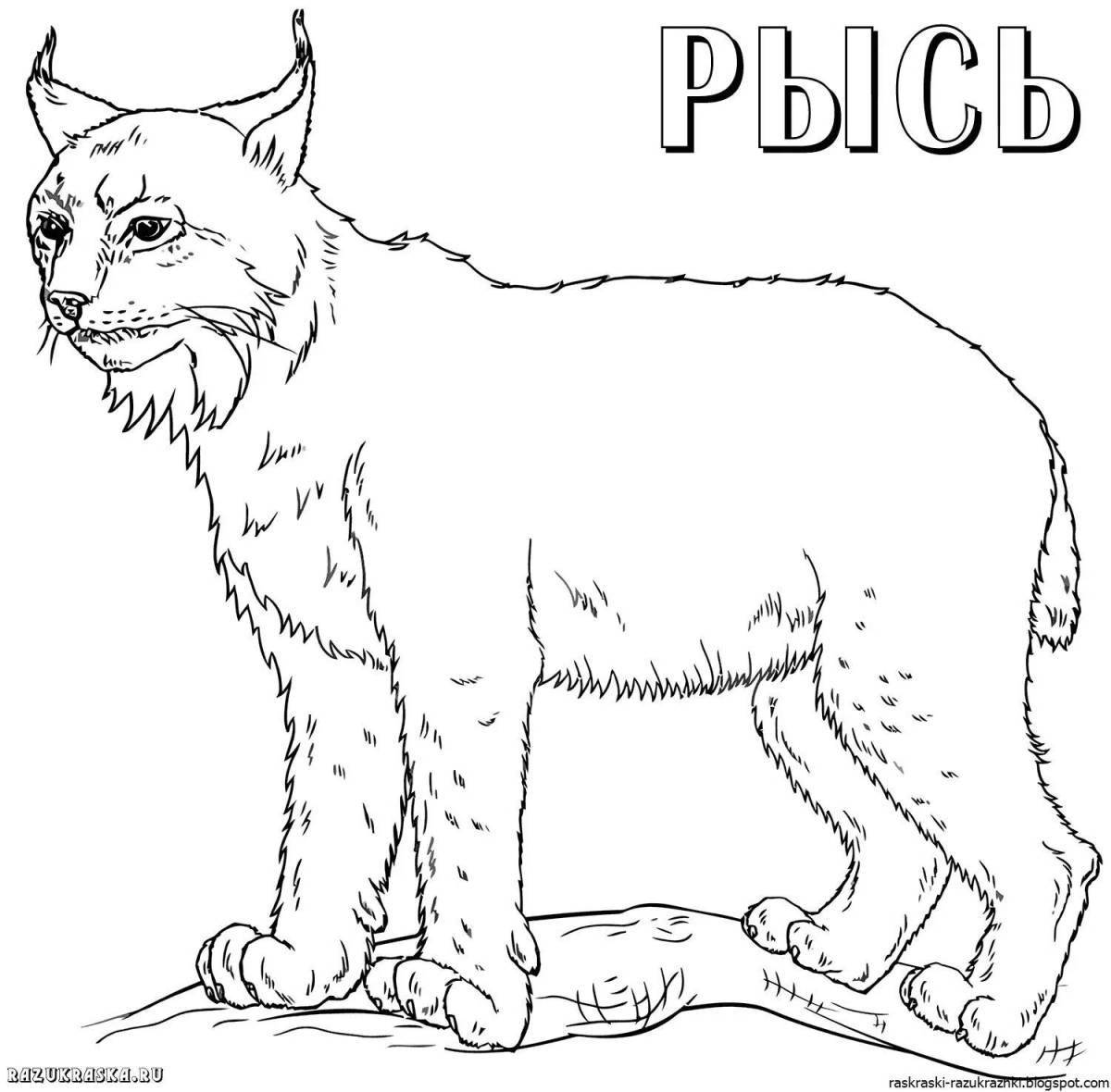 Coloring page elegant caucasian lynx