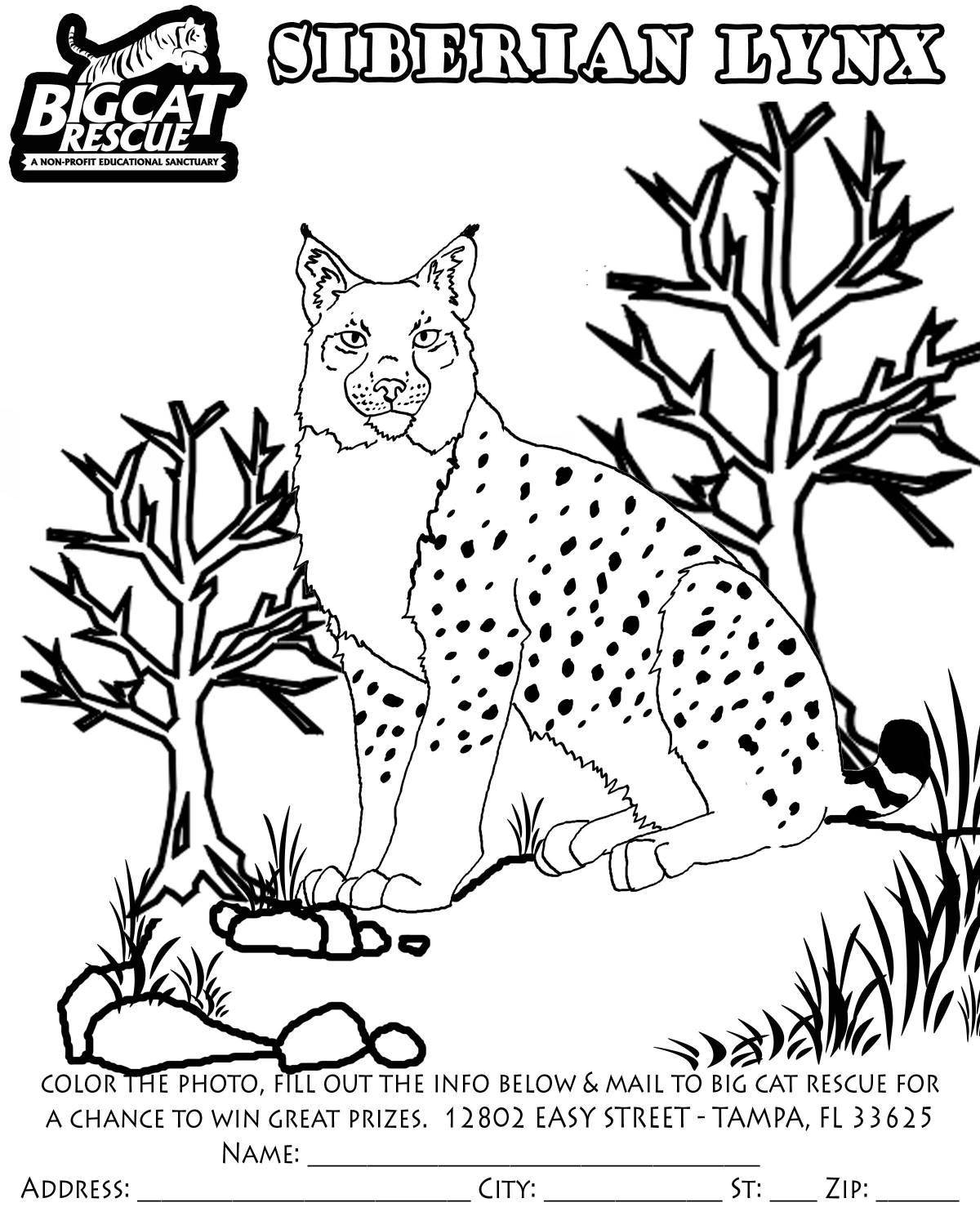 Adorable Caucasian lynx coloring book