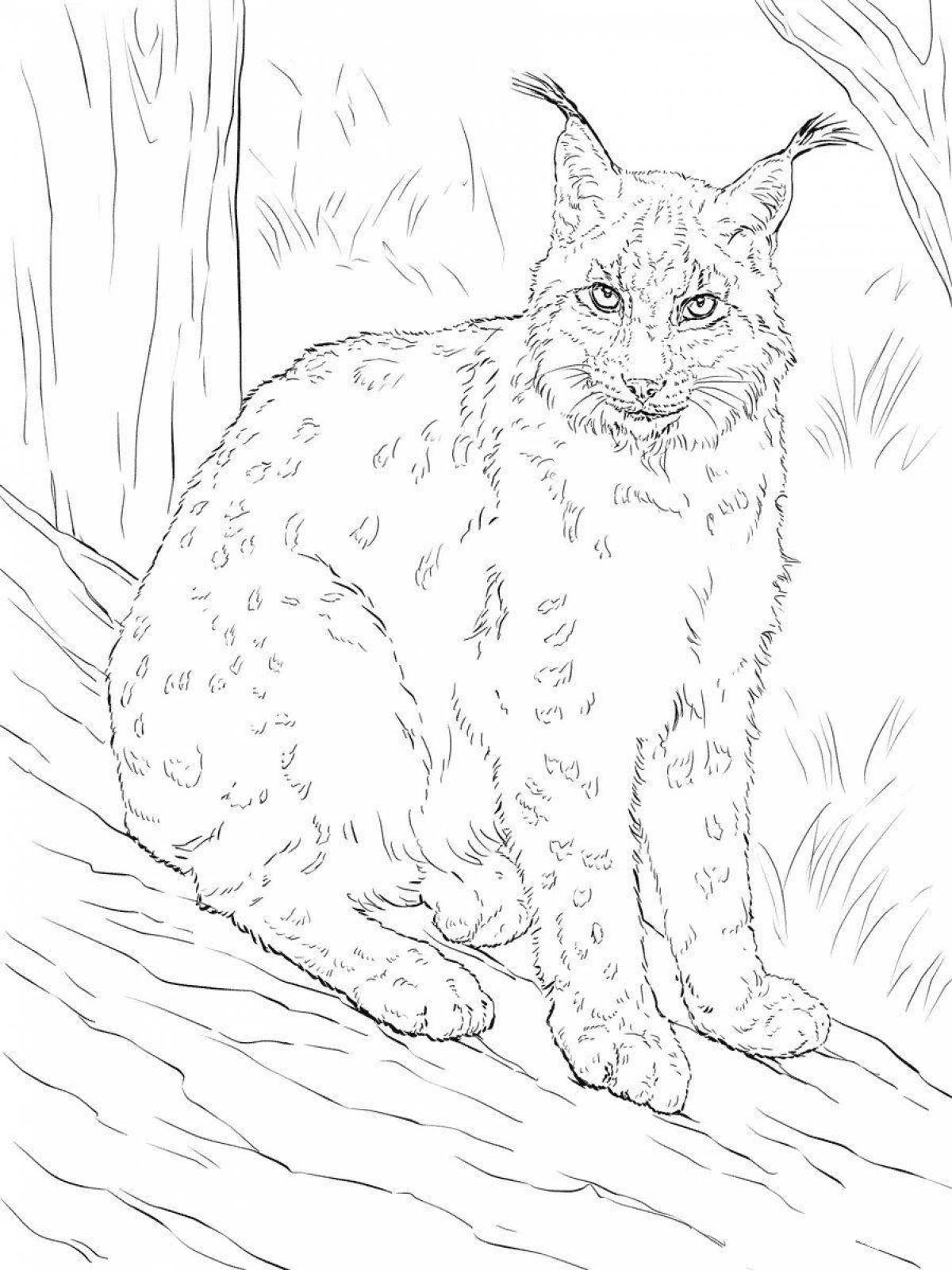 Coloring book magnificent caucasian lynx