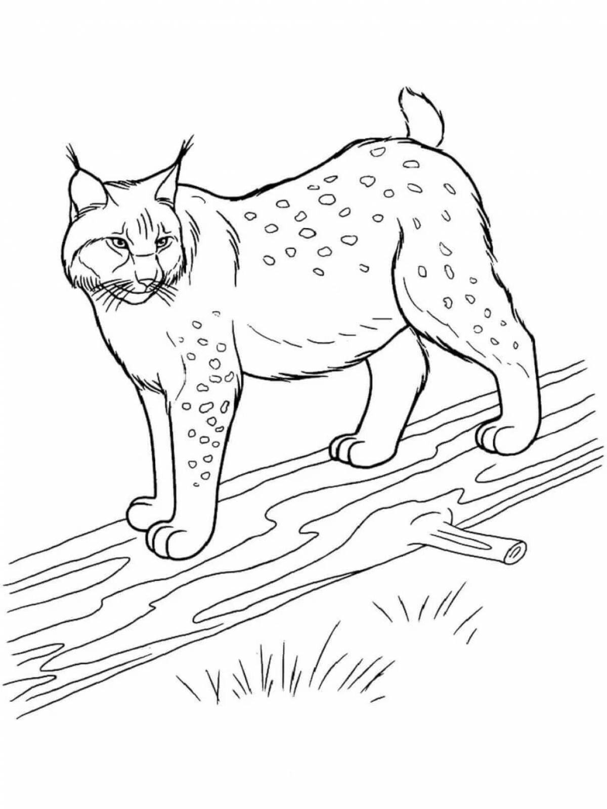 Coloring page dazzling caucasian lynx