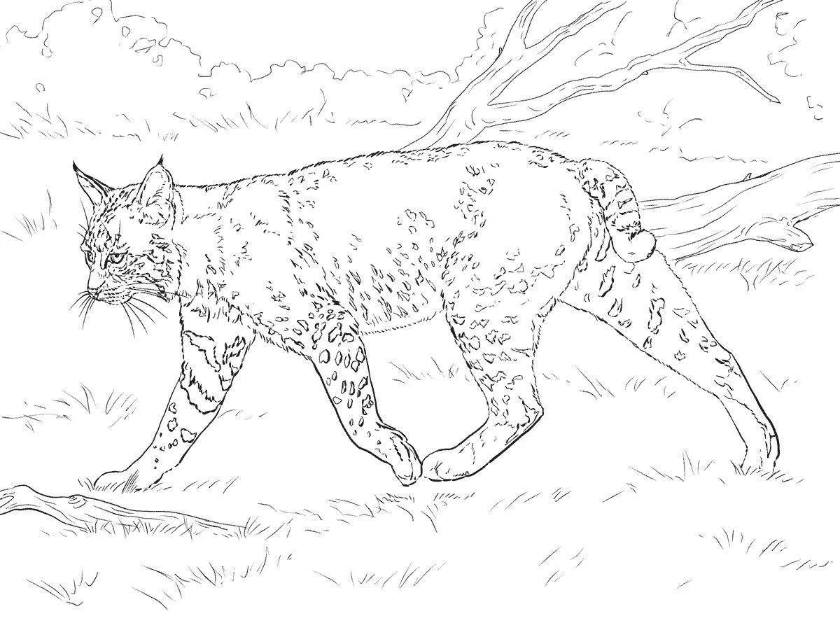 Amazing caucasian lynx coloring page