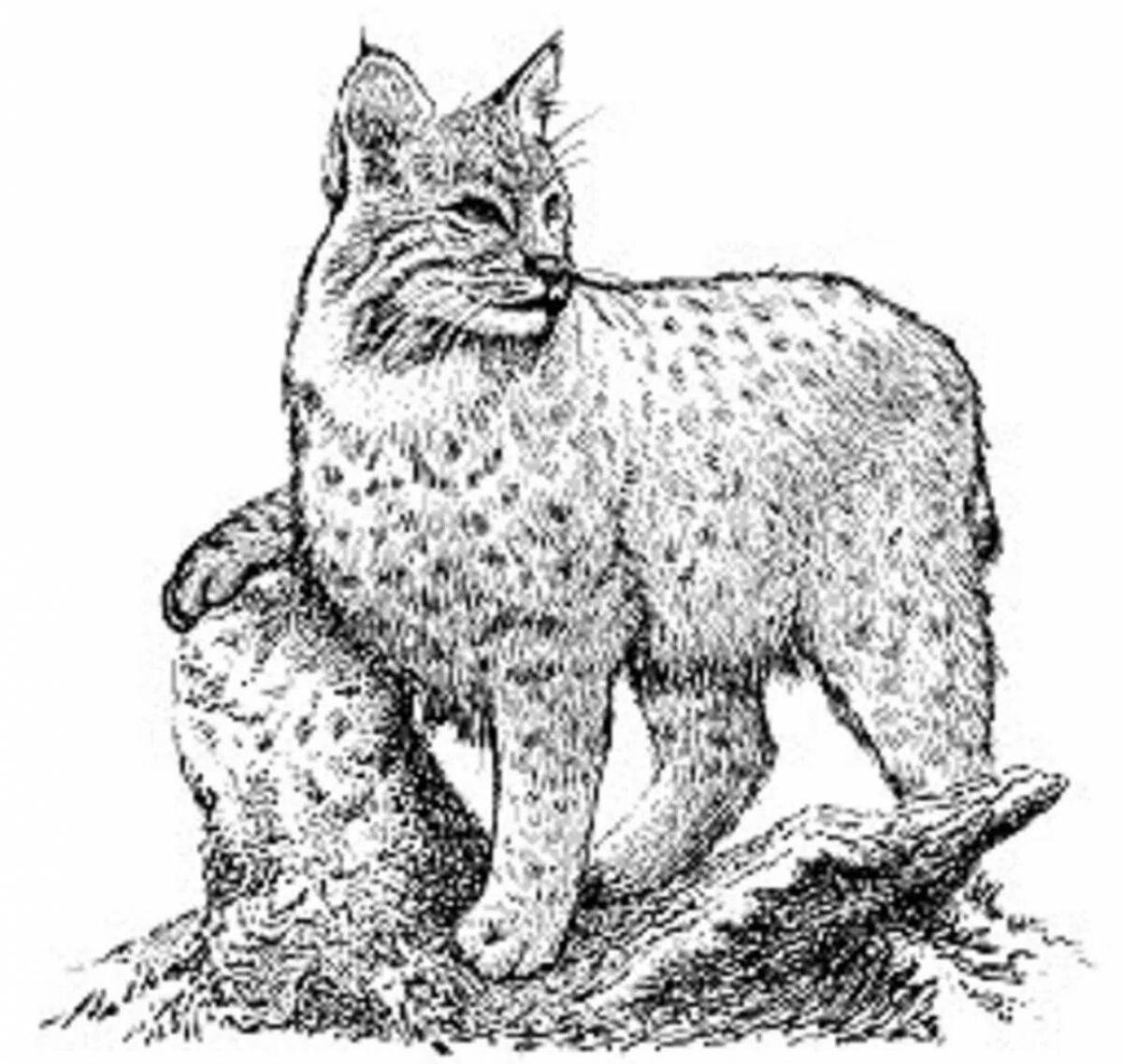 Wonderful caucasian lynx coloring book