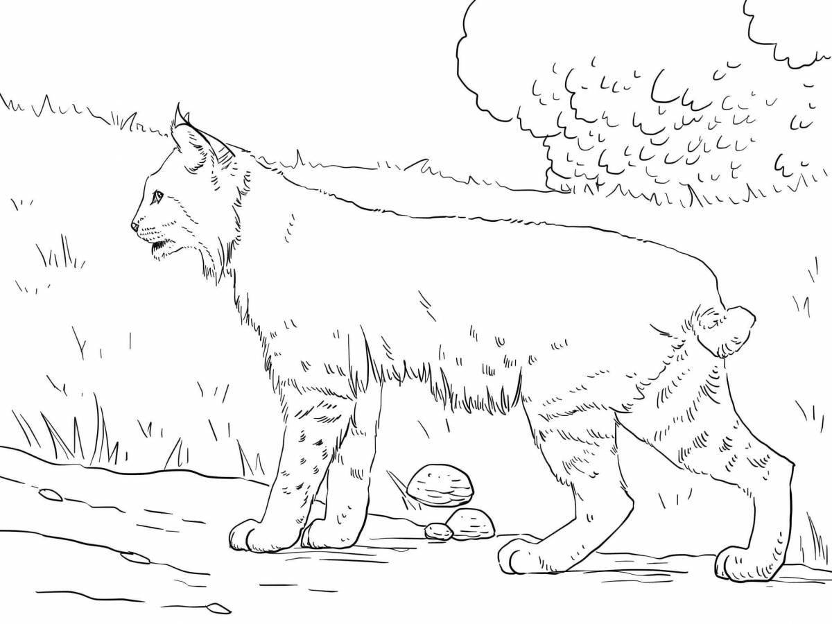 Caucasian lynx coloring page