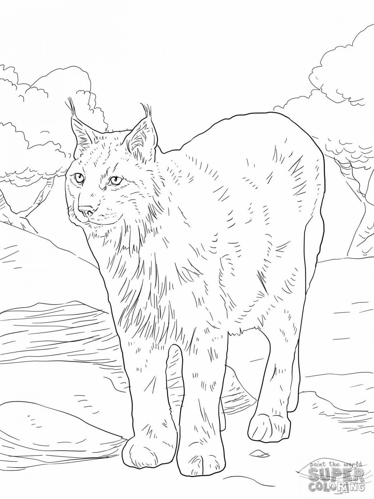 Caucasian lynx incredible coloring book