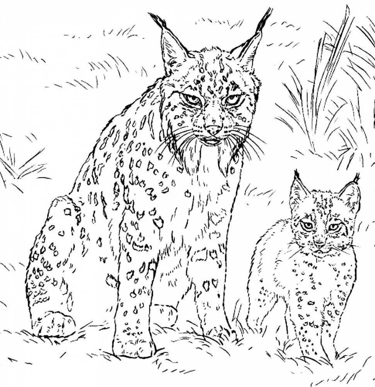 Artistic caucasian lynx coloring book