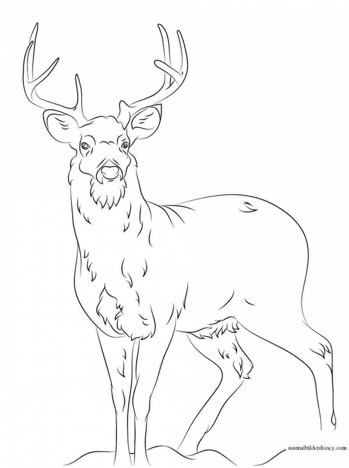 Great deer coloring page