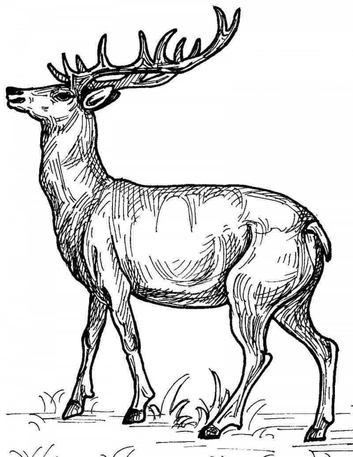 Exquisite deer coloring page