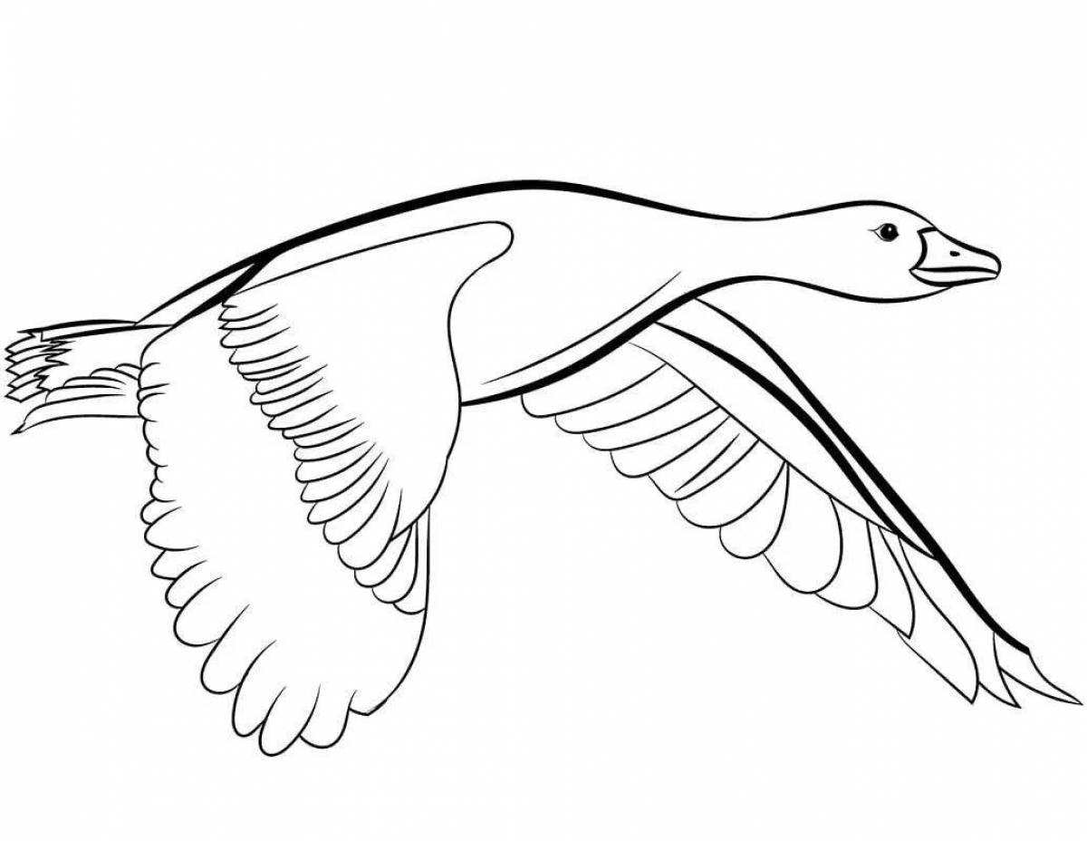 Amazing flying birds coloring page