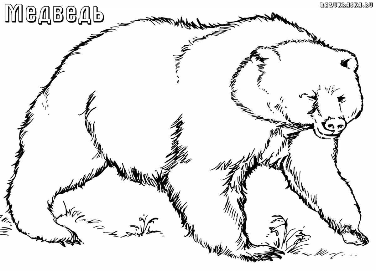Cute animal bear coloring pages