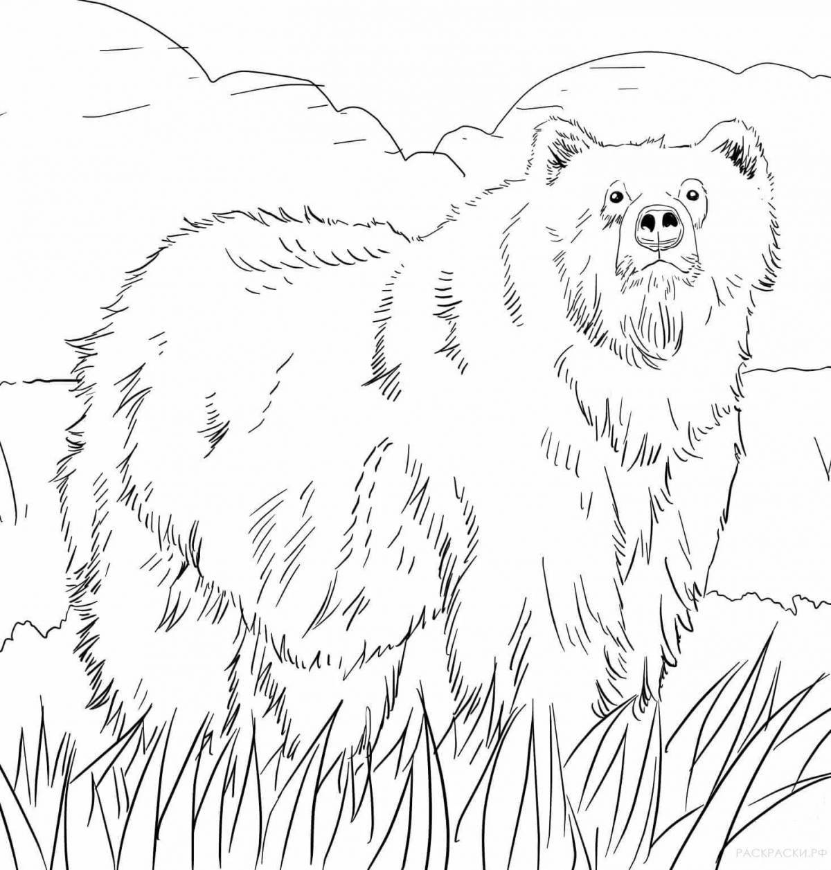 Животные медведь #6