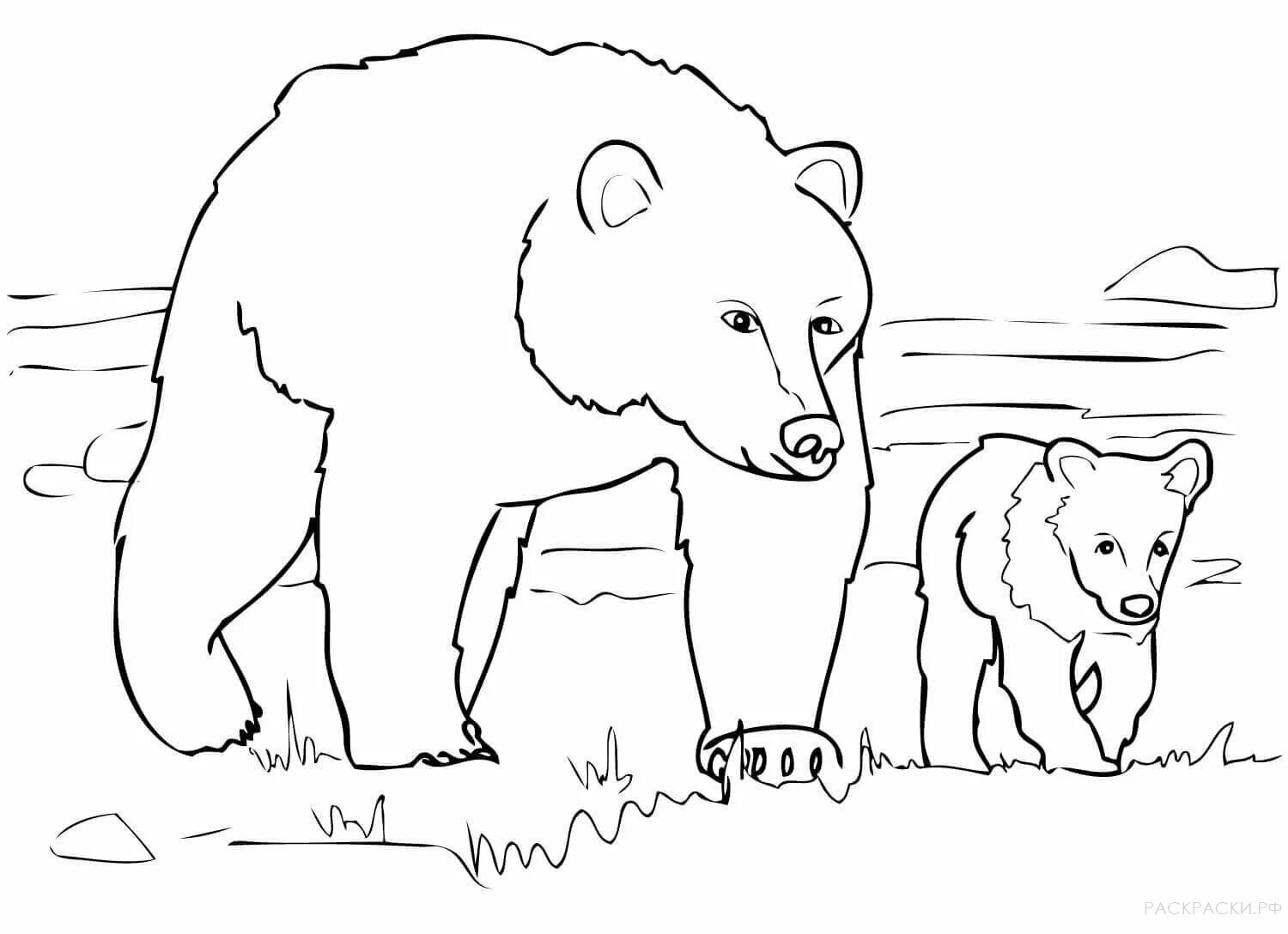 Животные медведь #12