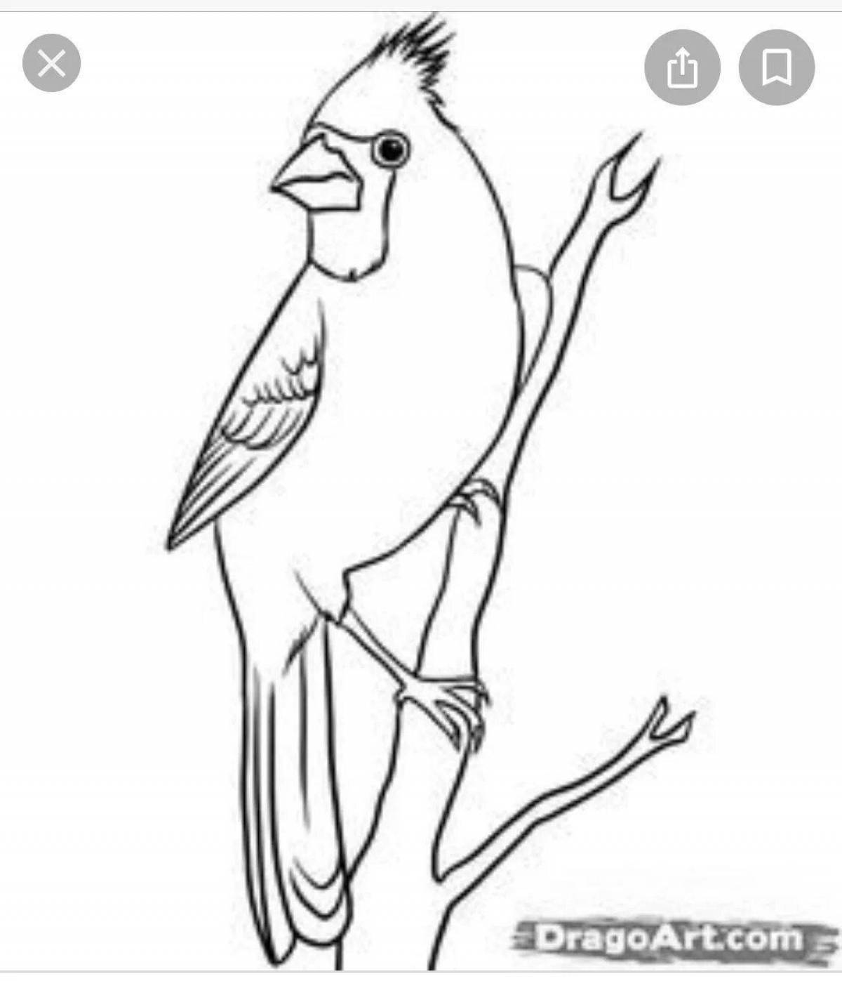 Раскраска очаровательная птица-свиристель