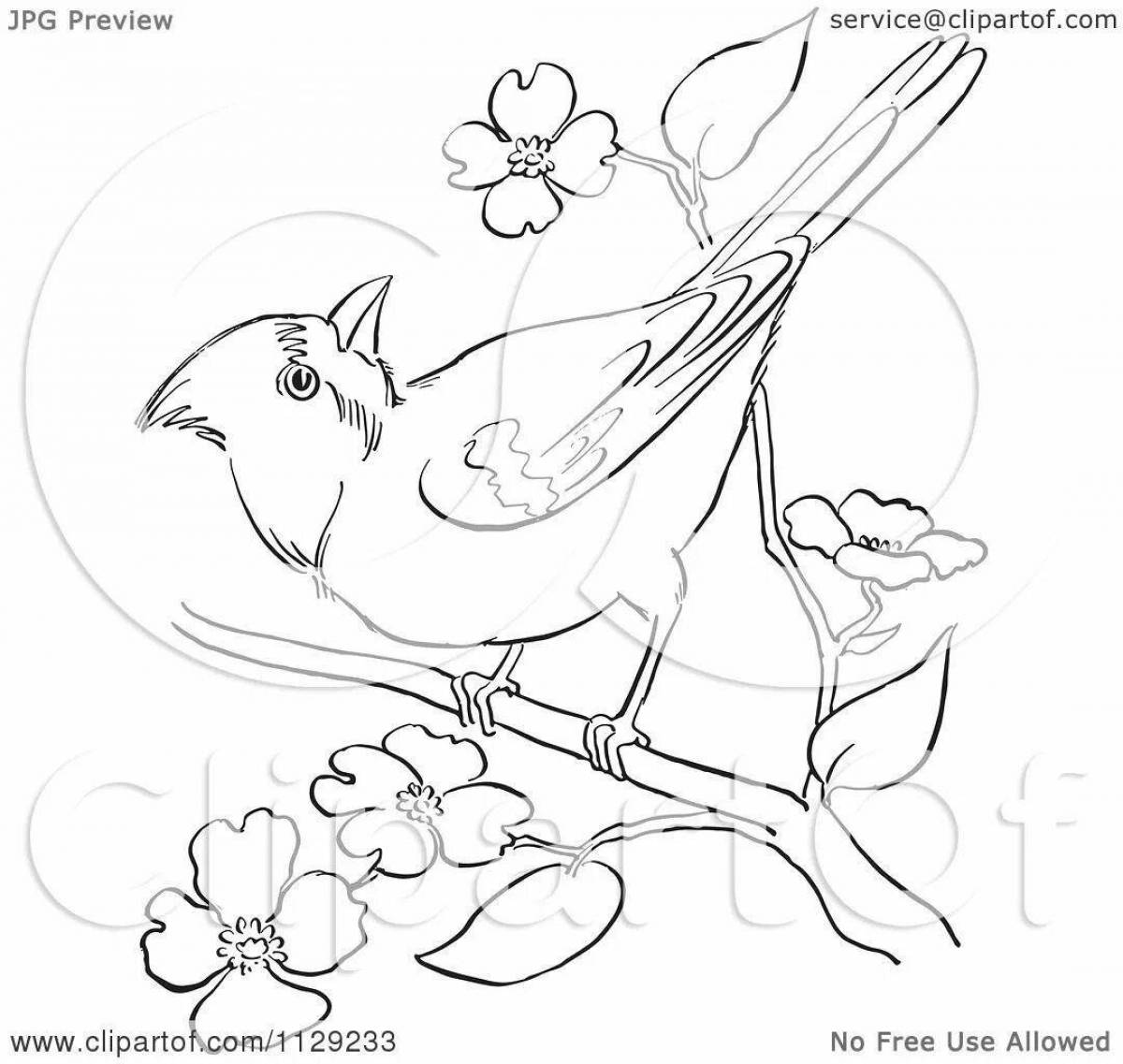 Раскраска сидящая зимняя птица свиристель 😻 распечатать бесплатно