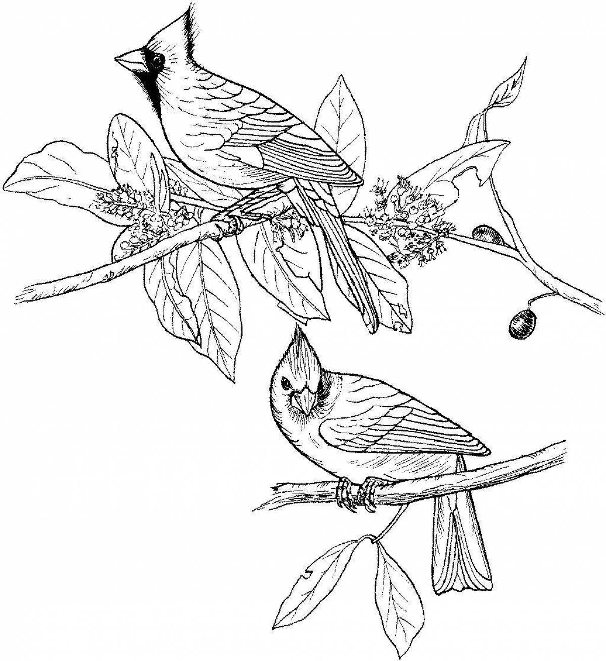 Coloring page charming waxwing bird