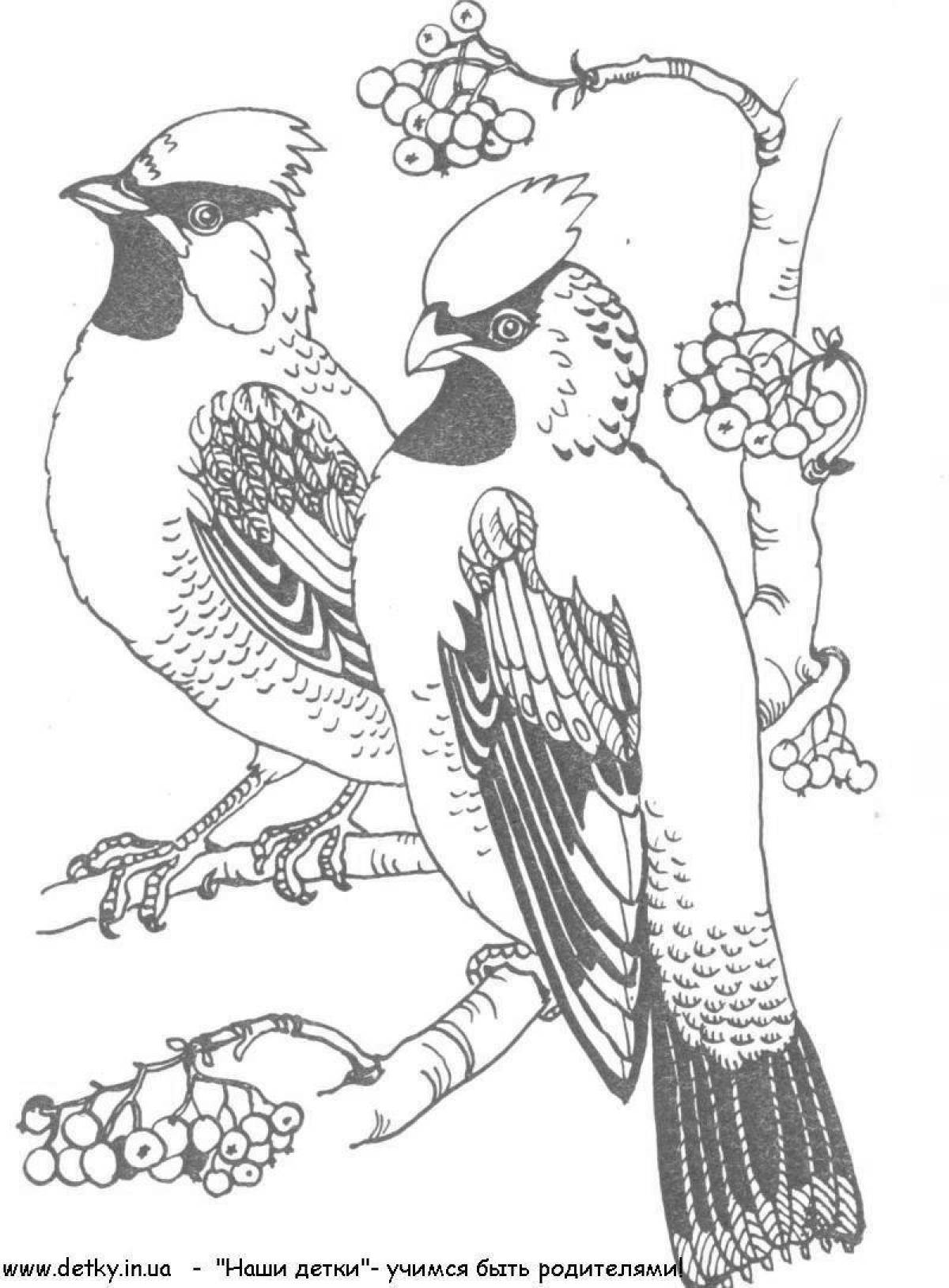 Coloring page magnificent waxwing bird