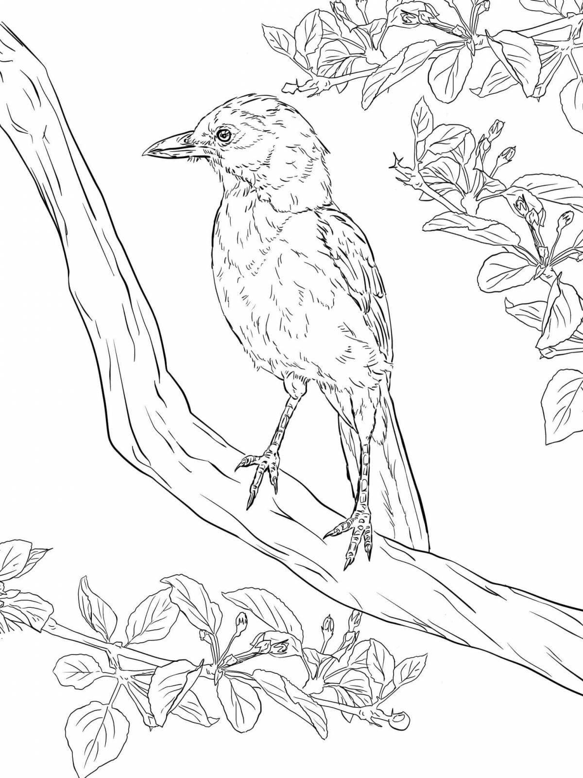 Exciting waxwing bird coloring page