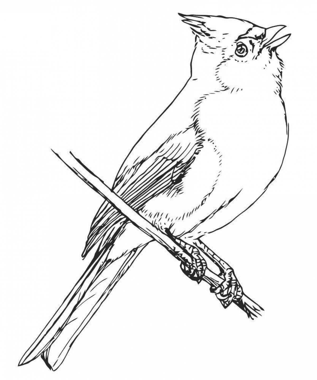 Coloring page playful waxwing bird