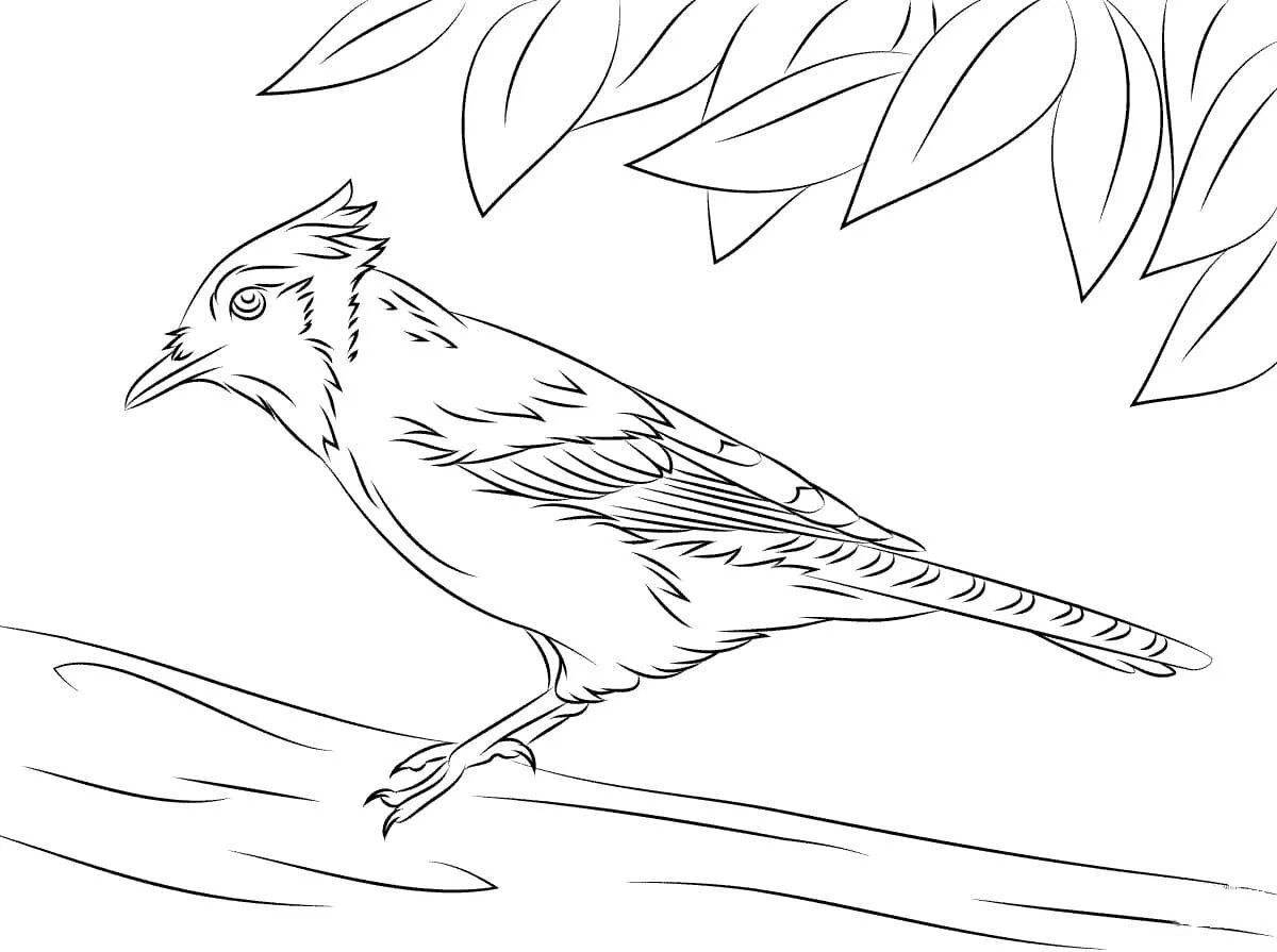 Fancy waxwing bird coloring page