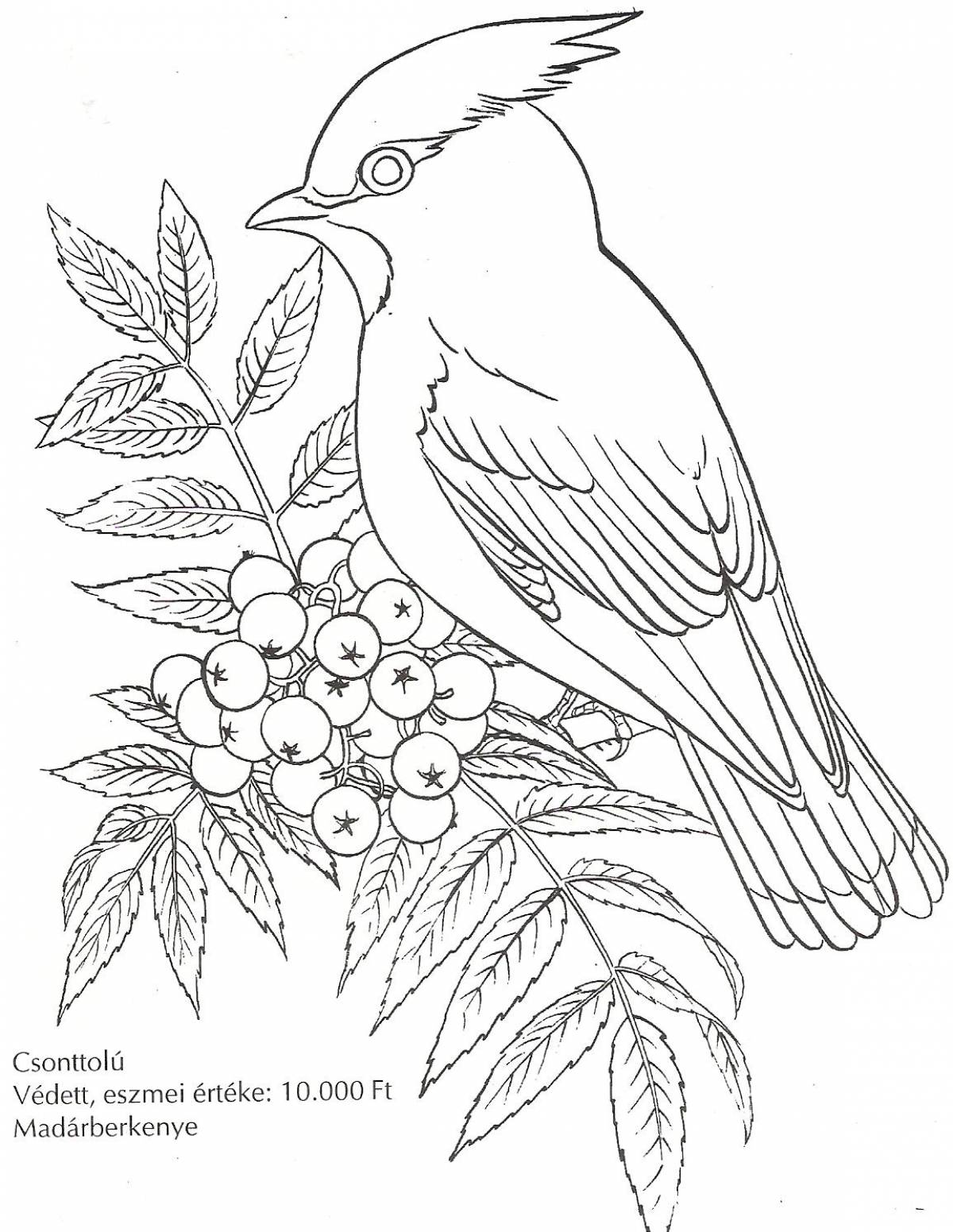 Coloring page joyful waxwing bird