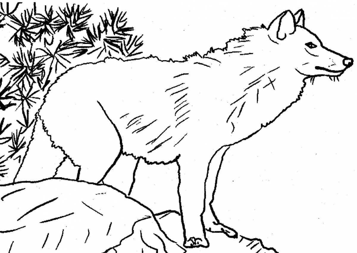Раскраска величественный зимний волк