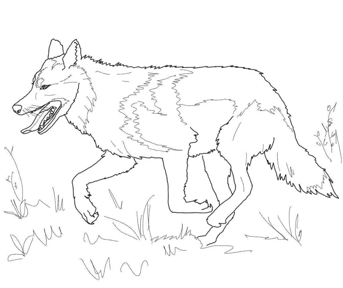 Раскраска блестящий зимний волк