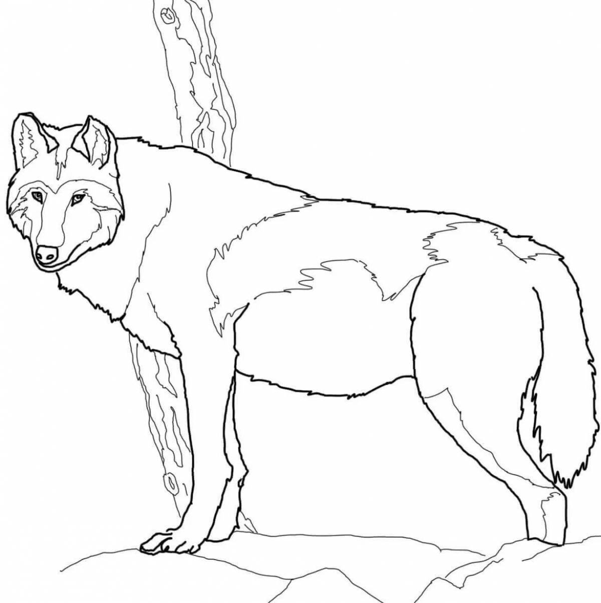 Photo Royal winter wolf coloring page