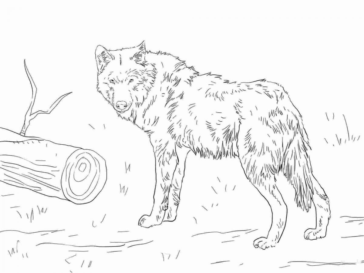 Fantastic winter wolf coloring page