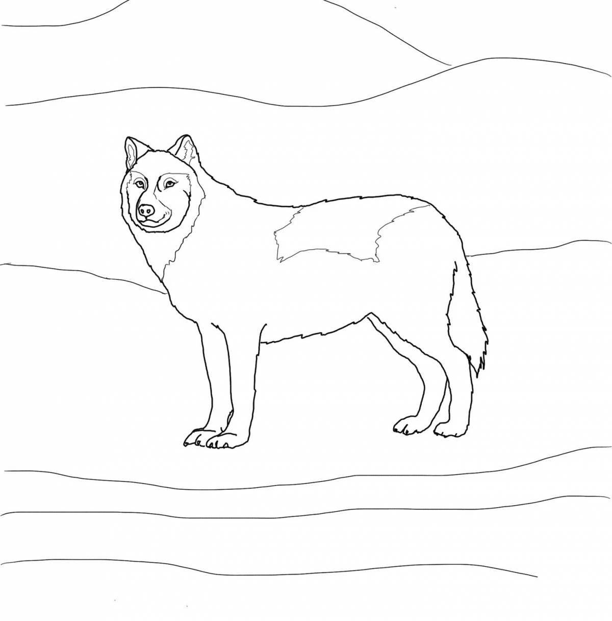 Раскраска величественный белый зимний волк
