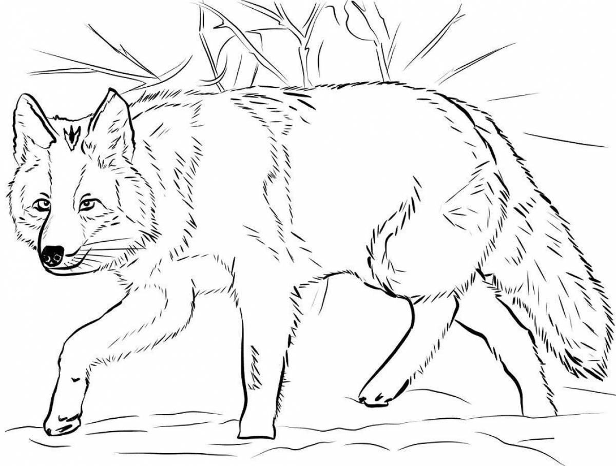 Раскраска царственный белый зимний волк