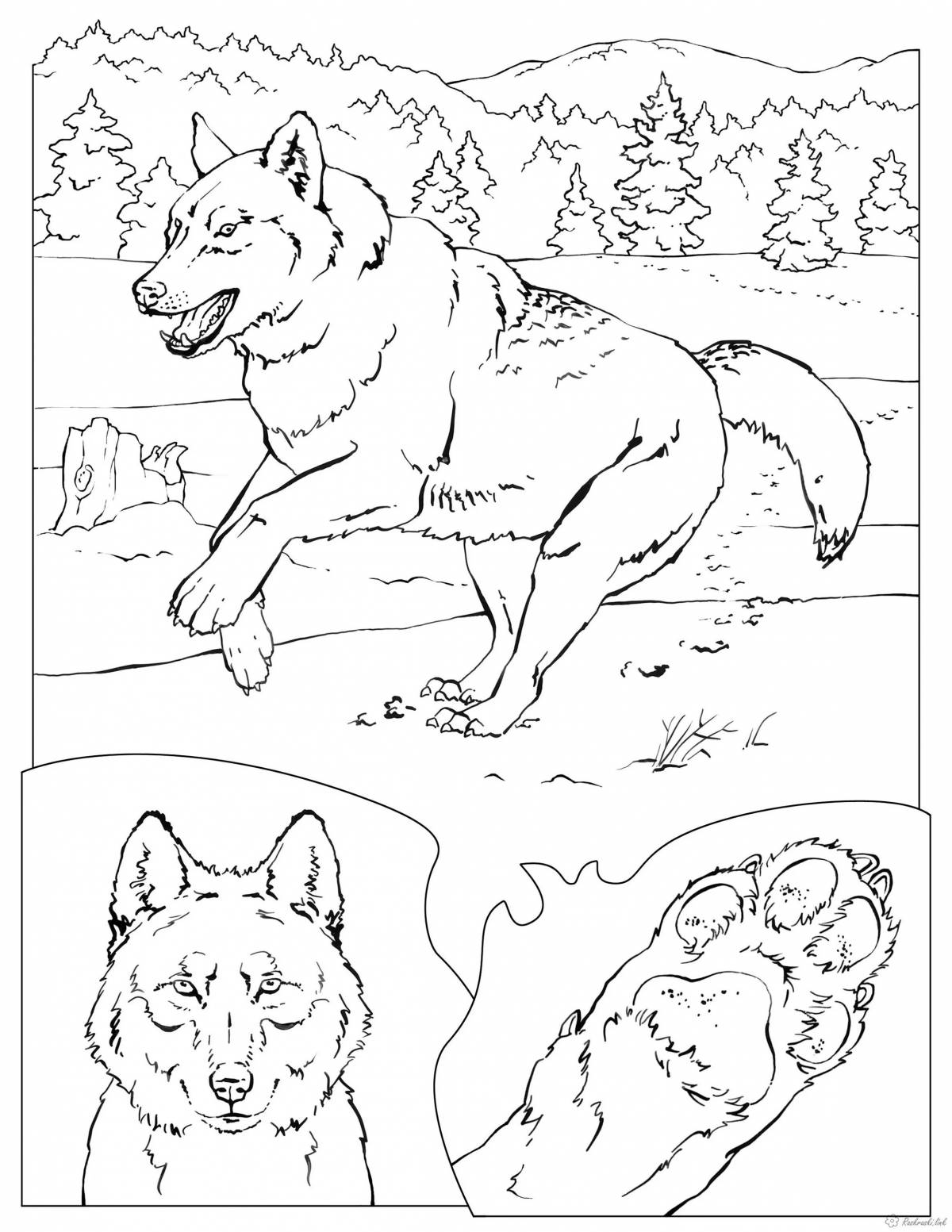 Раскраска благородный серый зимний волк