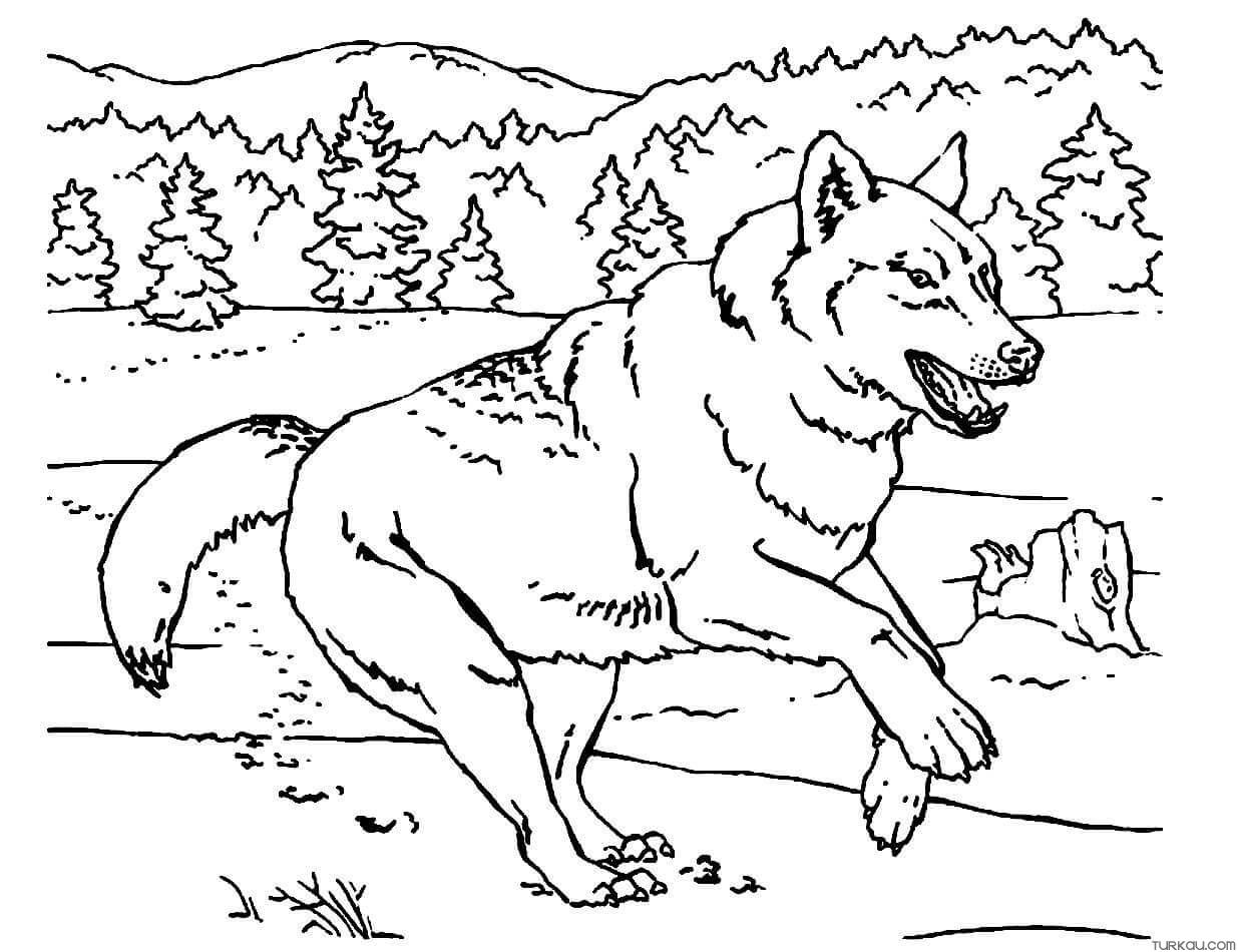Colouring awesome gray winter wolf