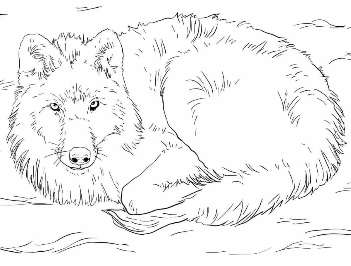 Coloring book fluffy gray winter wolf