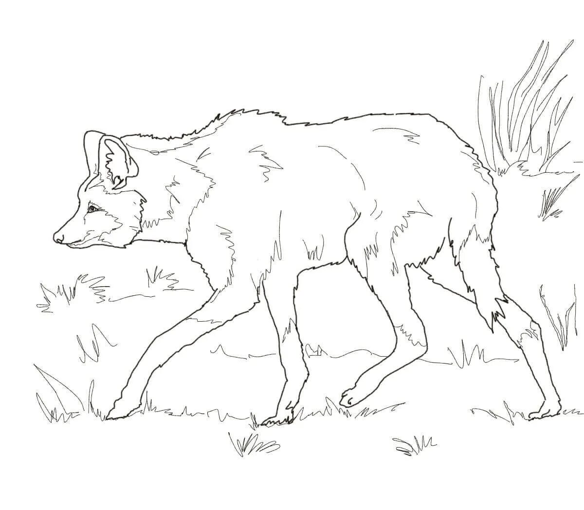 Coloring book snowy black winter wolf