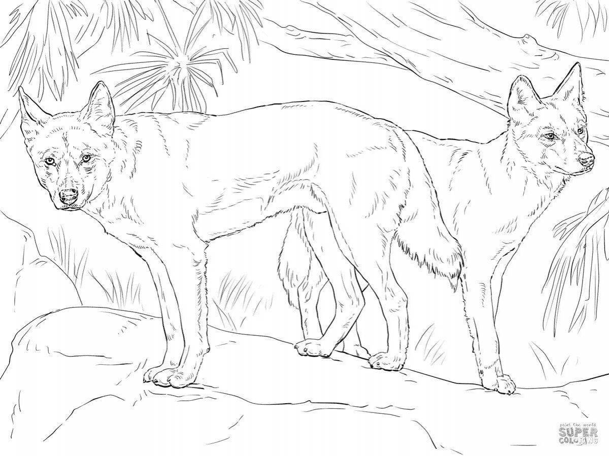 Colorful dingo dog coloring page