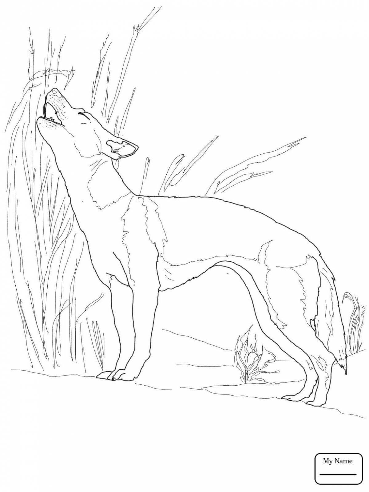 Adorable dingo coloring book