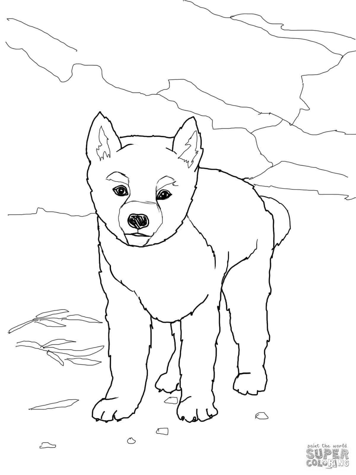 Coloring book ferocious dingo dog