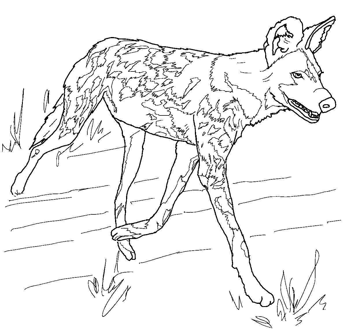 Coloring page inquisitive dingo dog